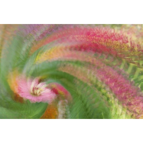 Abstract swirl of pink flower